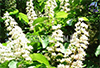 Масляный экстракт Каштана конского (цветы)