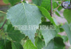 Экстракт берёзовых листьев водно-пропиленгликолевый