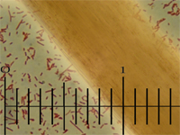 Рис. 17 Кишечная палочка (Bact. coli commune, Bact. coli, Escherichia coli) и человеческий волос. Фотография   из архива ООО «КоролёвФарм». 