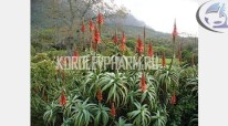 aloe