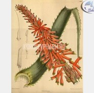 aloe2