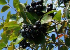 aronia1