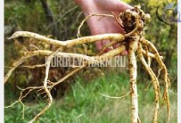 Рис. 1 Корневая система астрагала