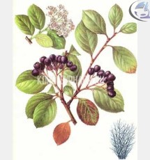 aronia2