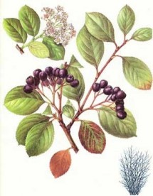 aronia2