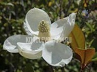magnoliya1