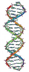 Подпись:  Рис. 2 Двойная спираль молекулы ДНК