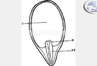 Экстракция - один из важнейших ключе­вых технологических процессов в перера­ботке сырья растительного, животного, микробиологического и геохимического происхождения.