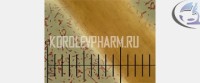 Рис. 17 Кишечная палочка (Bact. coli commune, Bact. coli, Escherichia coli) и человеческий волос. Фотография   из архива ООО «КоролёвФарм». 
